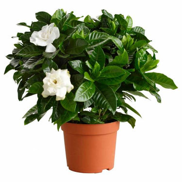 Gardenia Jasminoides Plant (Cape Jasmine)